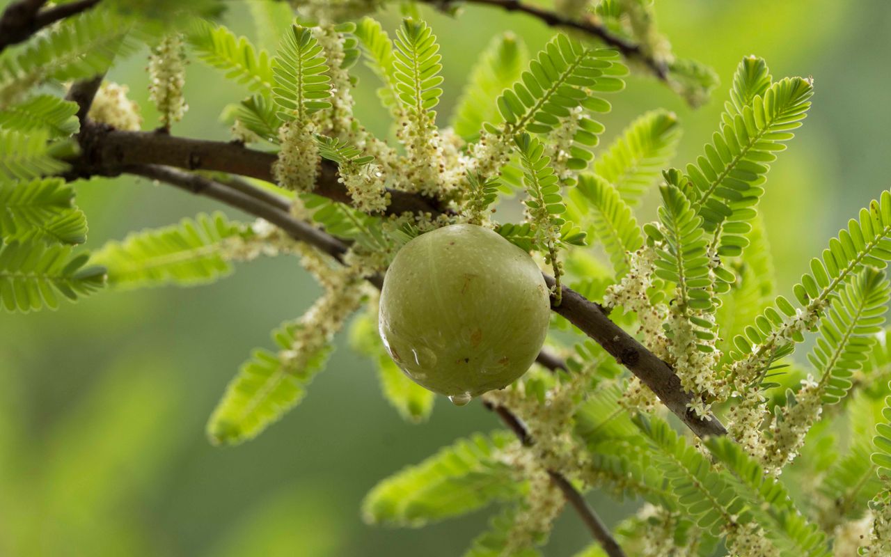 Amla benefits for hair growth, dandruff and shine in Pakistan